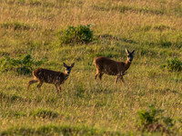 Roe Deer (Capreolus capreolus)