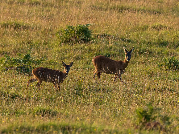 Roe Deer (Capreolus capreolus)