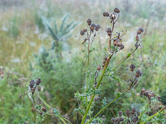 Cannich Cobwebs