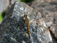 Common Darter (Sympetrum striolatum)
