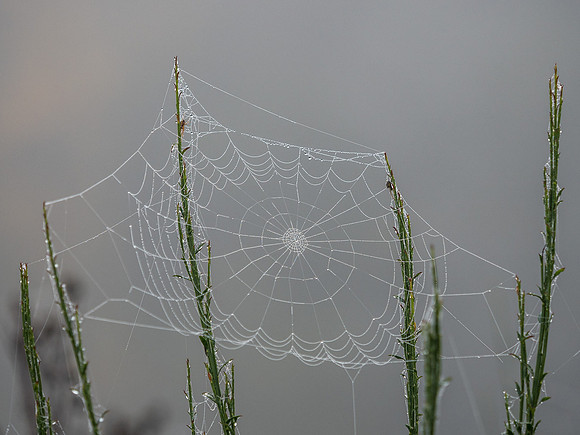 Cannich Cobwebs