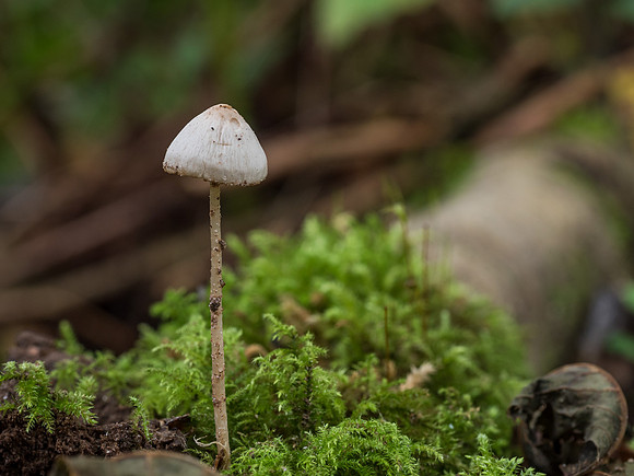 Fungi in Urquhart Bay Wood