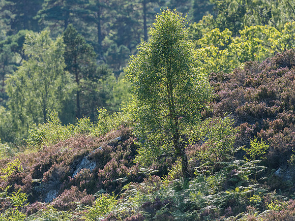 Glen Strathfarrar