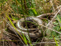 Slow Worm (legless lizard )