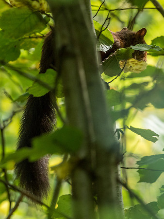 Young Red Squirrel (Sciurus vulgaris)