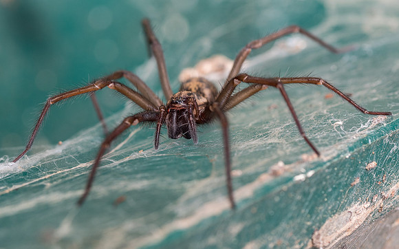 House Spider (Eratigena atrica)