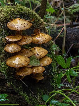 Fungi in Urquhart Bay Wood