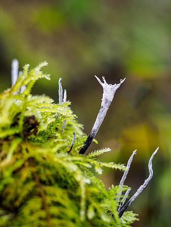 Xylaria hypoxylon