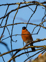 Male Bullfinch
