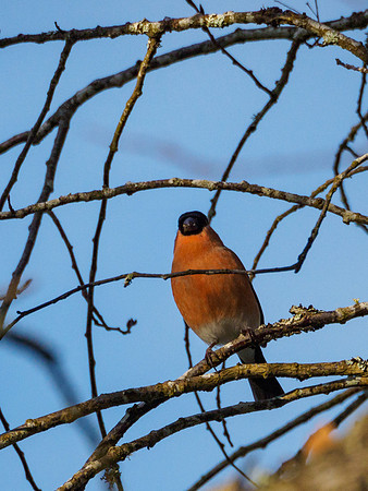 Male Bullfinch