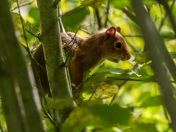 Young Red Squirrel (Sciurus vulgaris)