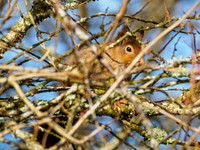 I'm Watching You!