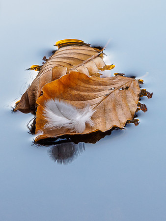 River Divie Reflections 4