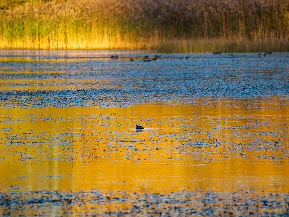 Loch of Blairs Golden Shot