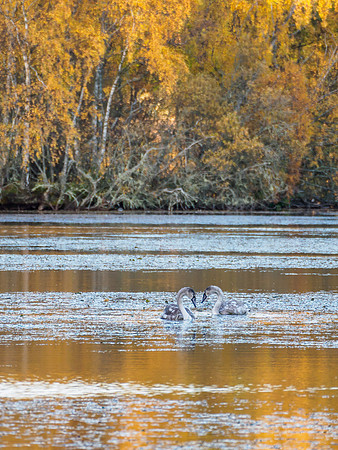 Loch of Blairs Signets