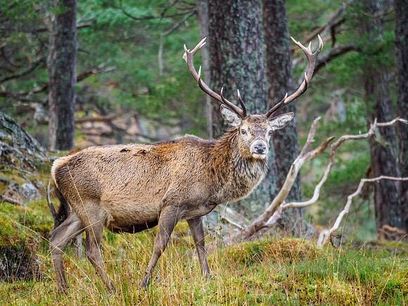 Antlers and Branches