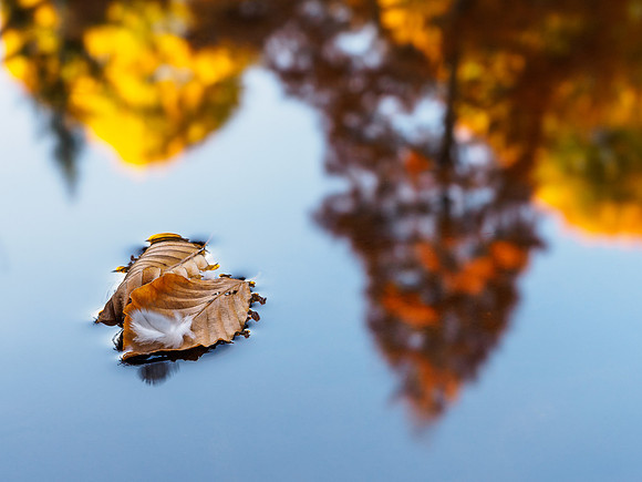 Autumnal Reflection