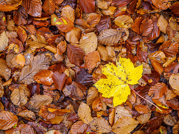 Autumn Leaves