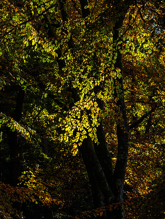 Autumn Leaves