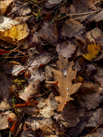 Oak Leaf