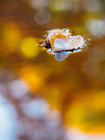 Float, Float On