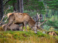 Stags in the Forest