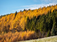 Larch Colour