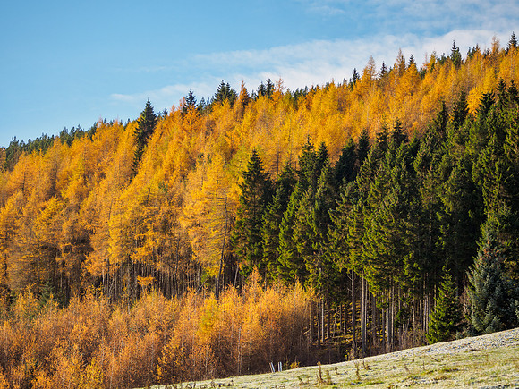 Larch Colour