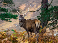 Stags in the Forest