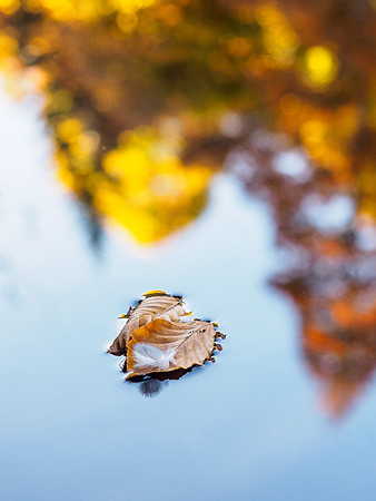 River Divie Reflections 3
