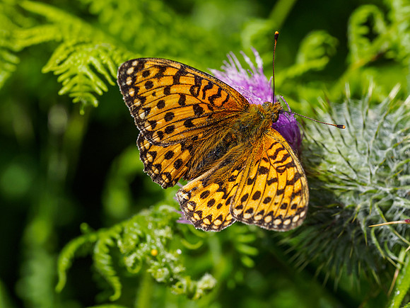 Dark Green Fritillary (Argynnis aglaja) (4) [1807027]