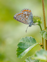 Common Blue (Polyommatus icarus) (3) [1807018]