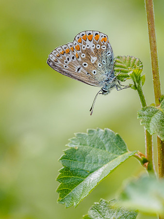 Common Blue (Polyommatus icarus) (3) [1807018]