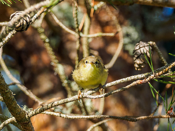 Willow Warbler (Phylloscopus trochilus) (1) [1807076]