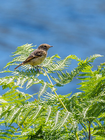 Meadow Pipit (Anthus pratensis) [1807023]
