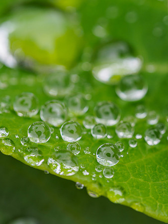 Frog Spawn [1807067]
