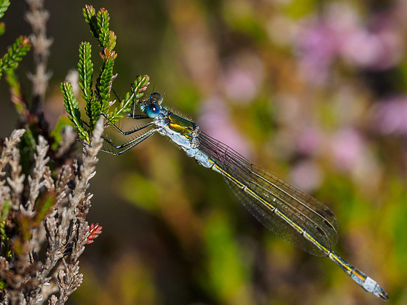Male Emerald Damselfly (Lestes sponsa) (4) [1807084]