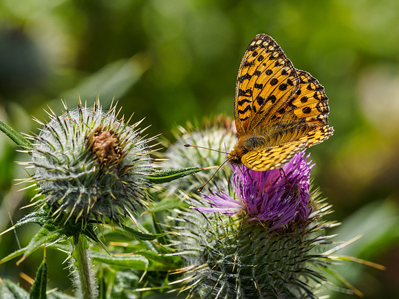 Dark Green Fritillary (Argynnis aglaja) (1) [1807024]