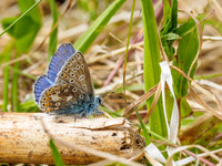 Common Blue (Polyommatus icarus) (1) [1807016]