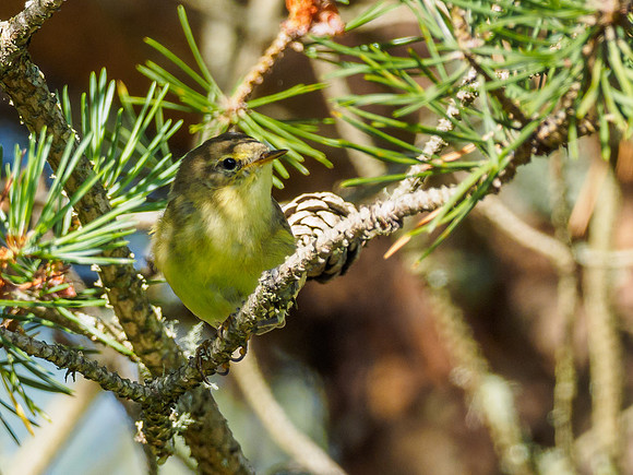 Willow Warbler (Phylloscopus trochilus) (3) [1807078]