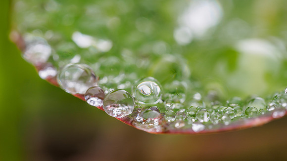Water Droplets (1) [1807068]