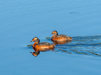 Slavonian Grebe (Podiceps auritus) [1807011]