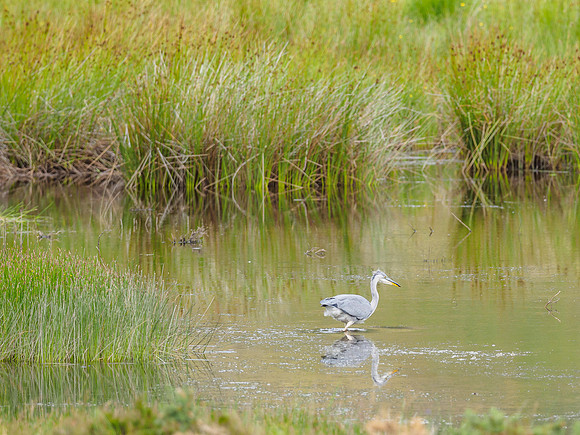 Grey Heron (Ardea cinerea) (1) [1807056]