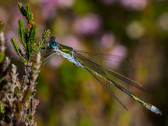 Male Emerald Damselfly (Lestes sponsa) (3) [1807083]