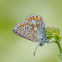 Common Blue (Polyommatus icarus) (4) [1807019]