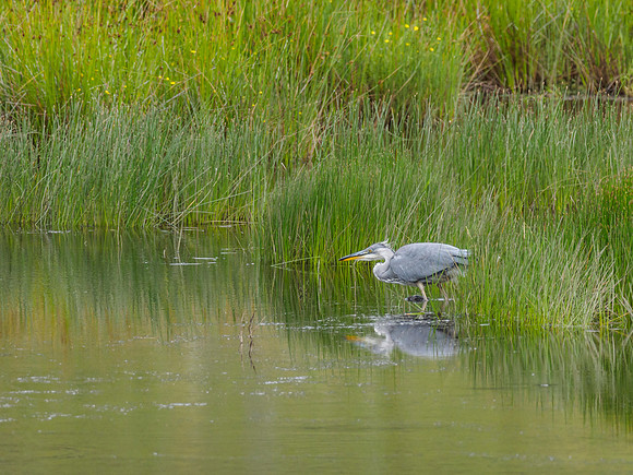 Grey Heron (Ardea cinerea) (5) [1807060]
