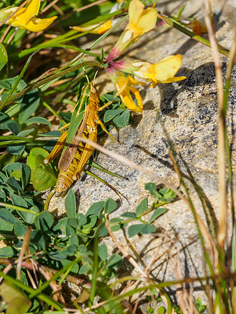 Common Green Grasshopper (Omocestus viridulus) (2) [1807021]