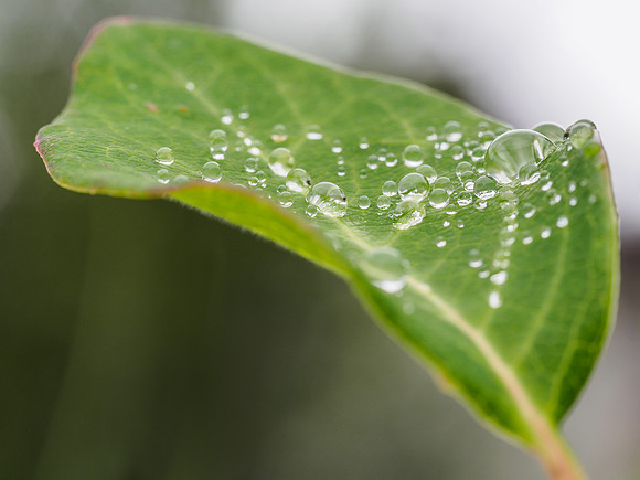 Water Droplets (2) [1807069]