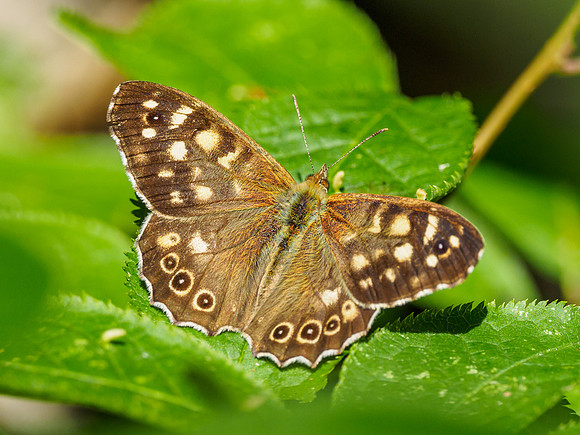 Speckled Wood (Pararge aegeria) [1807001]