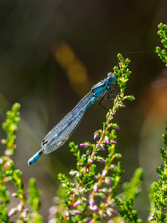 Male Common Blue Damselfly (Enallagma cyathigerum) [1807082]